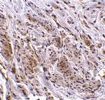 TRIM5 gamma Antibody in Immunohistochemistry (IHC)