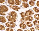 TRIM5 alpha Antibody in Immunohistochemistry (IHC)