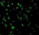 TLR10 Antibody in Immunocytochemistry (ICC/IF)