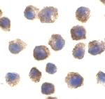 TLR11 Antibody in Immunocytochemistry (ICC/IF)