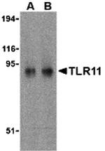 TLR11 Antibody in Western Blot (WB)