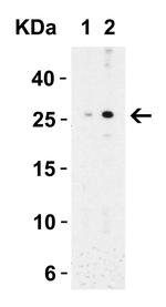 MD-2 Antibody in Western Blot (WB)