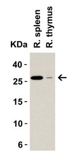 MD-2 Antibody in Western Blot (WB)