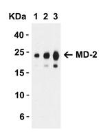 MD-2 Antibody in Western Blot (WB)