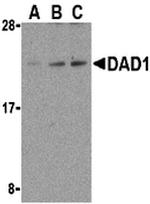 DAD1 Antibody in Western Blot (WB)