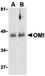 HTRA2 Antibody in Western Blot (WB)