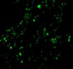 cIAP1 Antibody in Immunohistochemistry (PFA fixed) (IHC (PFA))