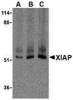 XIAP Antibody in Western Blot (WB)