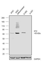 ST2 Antibody