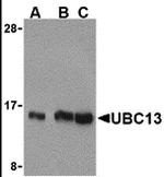 UBC13 Antibody in Western Blot (WB)