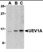 UBE2V1 Antibody in Western Blot (WB)