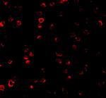 IRF3 Antibody in Immunocytochemistry (ICC/IF)