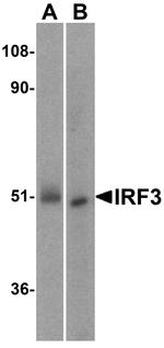 IRF3 Antibody in Western Blot (WB)