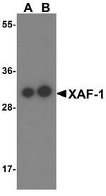 XAF1 Antibody in Western Blot (WB)