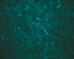 West Nile Virus Core Antigen Antibody in Immunocytochemistry (ICC/IF)