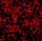 Caspase 4 Antibody in Immunocytochemistry (ICC/IF)