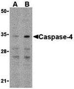 Caspase 4 Antibody in Western Blot (WB)