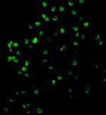 Caspase 4 Antibody in Immunocytochemistry (ICC/IF)