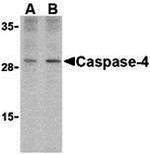 Caspase 4 Antibody in Western Blot (WB)