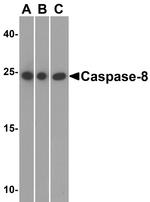 Caspase 8 Antibody in Western Blot (WB)