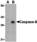 Caspase 8 Antibody in Western Blot (WB)