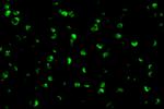 Raptor Antibody in Immunocytochemistry (ICC/IF)