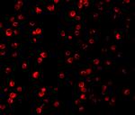 Raptor Antibody in Immunocytochemistry (ICC/IF)