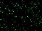 TSC1 Antibody in Immunocytochemistry (ICC/IF)