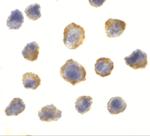 4EBP1 Antibody in Immunocytochemistry (ICC/IF)