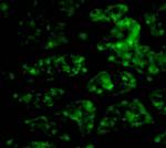 CTRP1 Antibody in Immunocytochemistry (ICC/IF)