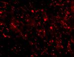 CTRP3 Antibody in Immunohistochemistry (PFA fixed) (IHC (PFA))