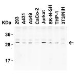 CTRP3 Antibody in Western Blot (WB)