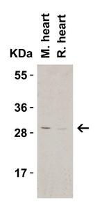 CTRP3 Antibody in Western Blot (WB)