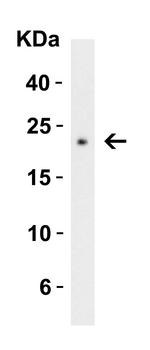 CTRP3 Antibody in Western Blot (WB)