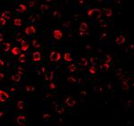 TRAF3 Antibody in Immunocytochemistry (ICC/IF)