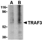 TRAF3 Antibody in Western Blot (WB)