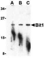 Bit1 Antibody in Western Blot (WB)