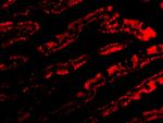 PIST Antibody in Immunocytochemistry (ICC/IF)