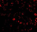 TLR3 Antibody in Immunocytochemistry (ICC/IF)