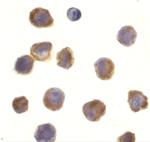 TLR3 Antibody in Immunocytochemistry (ICC/IF)