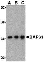 BAP31 Antibody in Western Blot (WB)