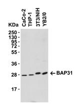 BAP31 Antibody in Western Blot (WB)