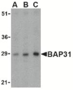 BAP31 Antibody in Western Blot (WB)