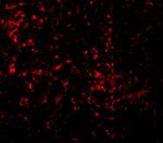 TLR9 Antibody in Immunocytochemistry (ICC/IF)