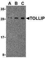 TOLLIP Antibody in Western Blot (WB)