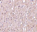 TWEAK Antibody in Immunohistochemistry (Paraffin) (IHC (P))