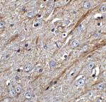 TWEAK Antibody in Immunohistochemistry (Paraffin) (IHC (P))