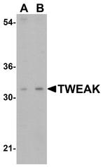 TWEAK Antibody in Western Blot (WB)