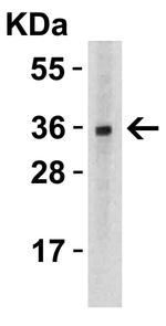 TWEAK Antibody in Western Blot (WB)