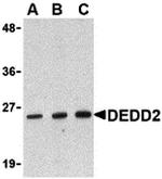 DEDD2 Antibody in Western Blot (WB)